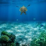 sea-turtle-8890529_1280