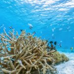 underwater-7559632_1280